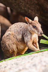 Australian Rock Wallaby