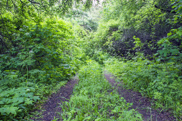 The road in the green forest was overgrown with shrubs