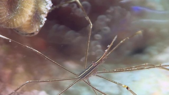 Spider Crab in Caribbean in Caribbean sea