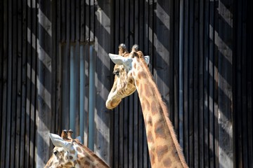 Girafe   © Poiseau Philippe