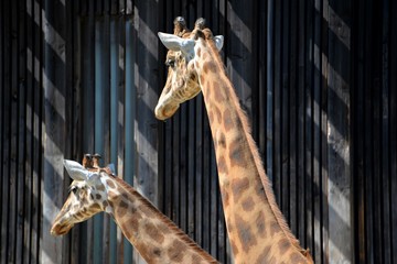 Girafe   © Poiseau Philippe