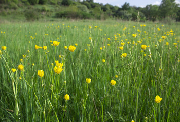 Little yellow flowers sway from the wind in the steppe