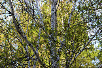 Tall slender white birch trunks with fresh leaves