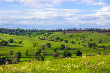 Fototapeta na wymiar Bumpy Green steppe near with trees and blue sky
