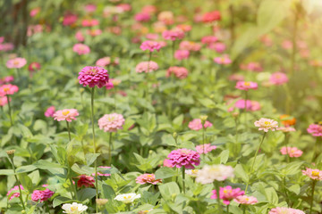 Obraz na płótnie Canvas Pink zinnia flowers in the garden with warm toned flare light.