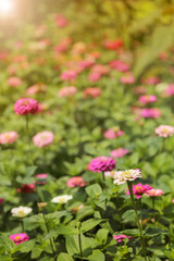 Obraz na płótnie Canvas Zinnia flowers in the garden with warm toned flare light.