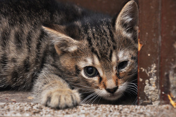Scary abandoned kitty with sick eyes needs veterinary assist. Little kitten with sick eyes.