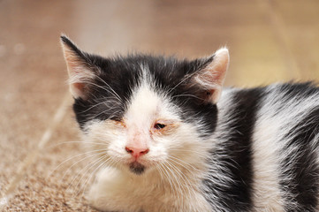 Scary abandoned kitty with sick eyes needs veterinary assist. Little kitten with sick eyes.