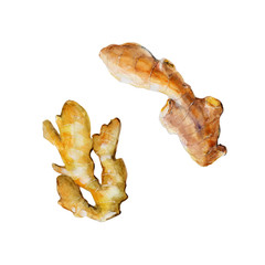 The ginger isolated on white background, watercolor illustration set in hand-drawn style.