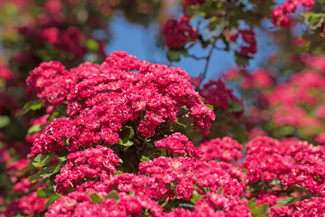 Blühender Rotdorn, Crataegus laevigata