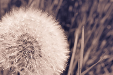 Obraz premium dandelion macro