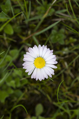 Fototapeta premium Flower of daisy in the grass.