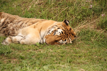 Tiger sleeps on grasses