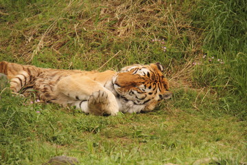 Tiger sleeps on grasses