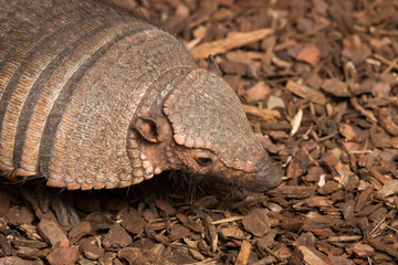 Tatou velu de Patagonie