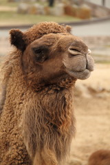 Obraz premium camel's face