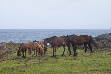 Fototapeta premium Wild horses on easter island