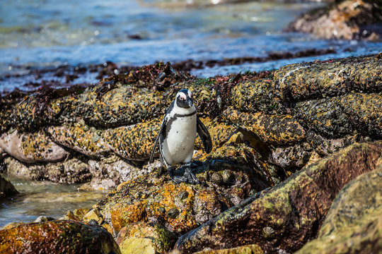  African black-white penguin