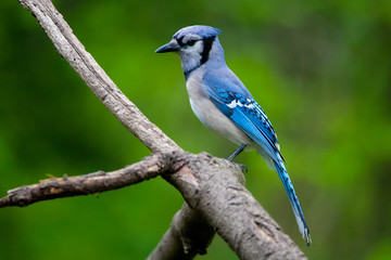 Blue Jay on a Natural Perch