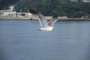 Sea gull flys on the sea