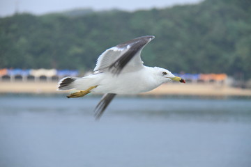 Sea gull flys on the sea