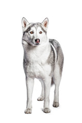 Portrait of a work dog on a white background