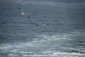 Sea gull flys on the sea