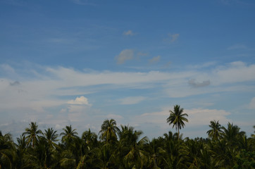 Beautiful coconut tree and blue sky and the cloud at thailand