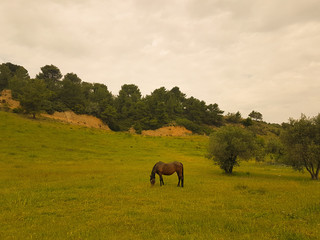 Fototapeta na wymiar Horse eating hay and grass at a meadow. 