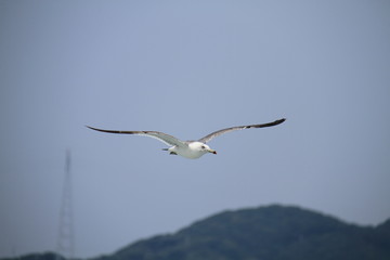 Sea gull flys on the sea