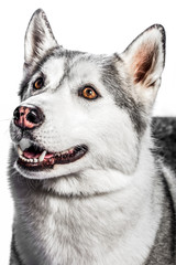 Portrait of a work dog on a white background