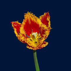 Flower tulip terry in spring