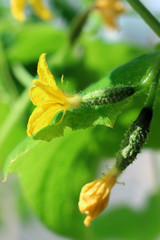 growing cucumbers, flowering cucumbers, two small cucumber
