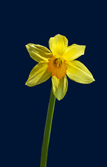 Yellow Narcissus flower