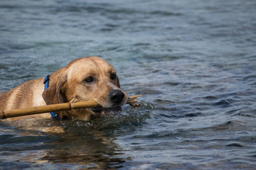 Labrador brings back the stick from the sea