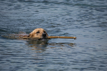 Labrador swimming with a stick in his mouth