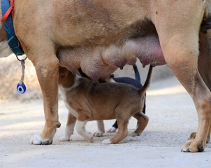 female dog of american staffordshire terrier feeding up puppies