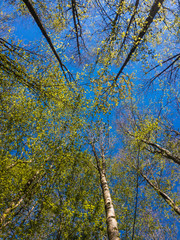 Fototapeta premium Zurich Silhwald Forest