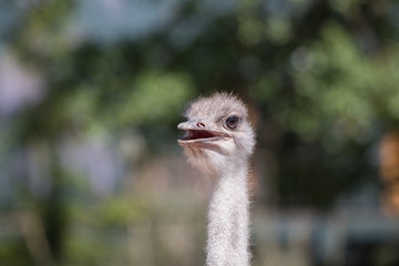 Autruche d'Afrique en gros plan