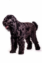 Russian Terrier