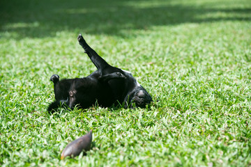 転がる犬