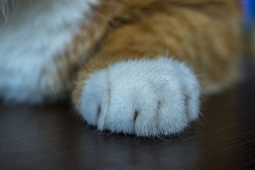 Cat paw 