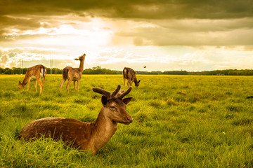 Brown Deer Laying on Grass at Phoenix Park, Dublin