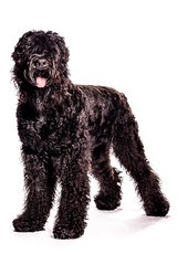 Russian Terrier