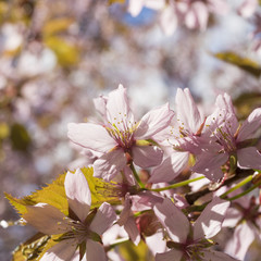 Cherry Blossom
