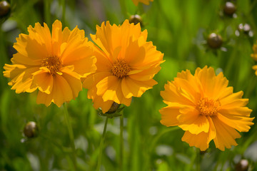 Yellow kareopsis in a meadow lit by the sun. Flowers