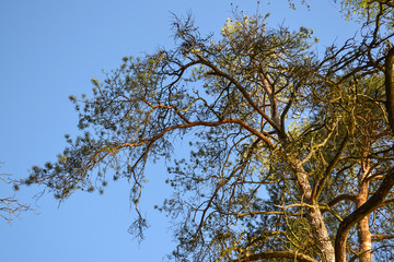 Big branched old pine on blue sky background