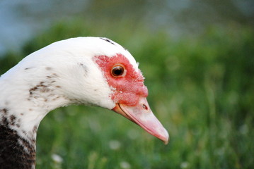 Canard de barbarie