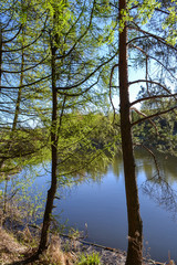 Obraz premium The shore of the lake in the forest. Trees above the water. Sunny day.