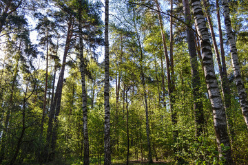 Fototapeta na wymiar High birch trees in the forest. Russian forest. Moscow region